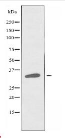 IL20RB Antibody