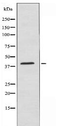 ZNF435 Antibody