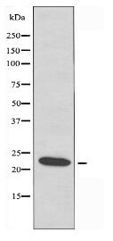 VTI1A Antibody