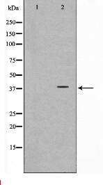 Synaptophysin Antibody