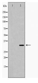 TRADD Antibody