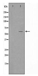 Smad4 Antibody