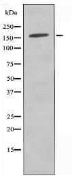 RPC1 Antibody