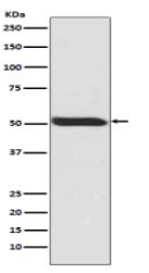 Phospho-p53 (S392) Antibody