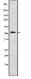 GABAA R alpha1 Antibody