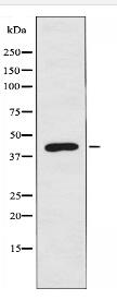 SERPINB12 Antibody
