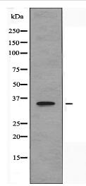OR10H1 Antibody