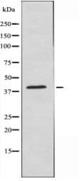 MORF4L1 Antibody