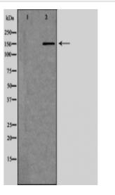 NCOA1 Antibody