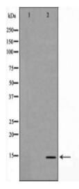 MYL9 Antibody