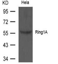 Ring1A Antibody