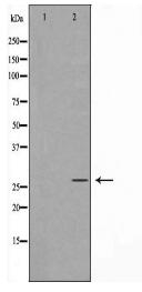 VEGFA Antibody