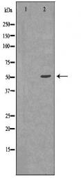 SERPINC1 Antibody
