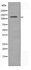 SHD Antibody