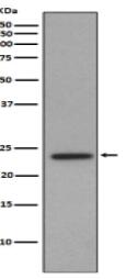 Id1 Antibody