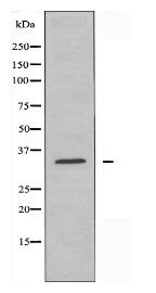 SFRS7 Antibody