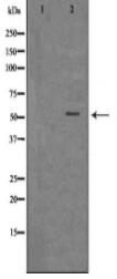 MLKL Antibody