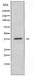 KLF Antibody