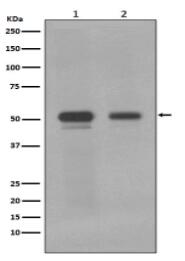 c-Myc Antibody