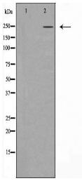 WNK1 Antibody