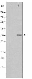 IL7R Antibody