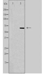 VGF Antibody