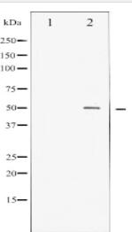 MYC Antibody