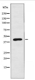 OPN5 Antibody