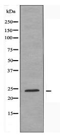 SFRS3 Antibody
