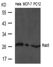 Rab5 Antibody