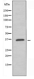 OR10G6 Antibody
