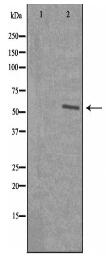 SF3B4 Antibody