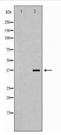 XRCC3 Antibody