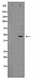 SIRT7 Antibody
