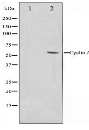 Cyclin A Antibody