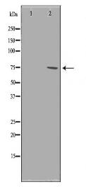 PRMT5 Antibody