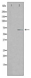 SLC28A2 Antibody