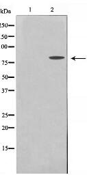 MMP15 Antibody