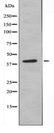NDUFS3 Antibody
