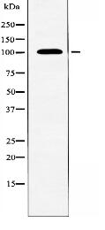 TAF3 Antibody