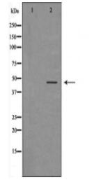 NAP1L1 Antibody