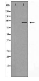 MZF-1 Antibody