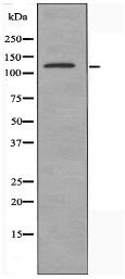 SHANK2 Antibody