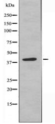 NCR1 Antibody