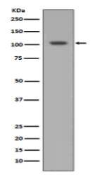 HIF-1 alpha Antibody