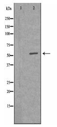 VRK2 Antibody