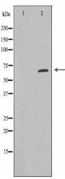 ZP4 Antibody