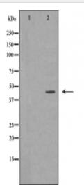 MEK2 Antibody