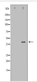 PPP2R4 Antibody