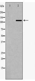 SLC4A4 Antibody